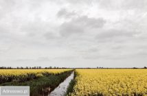 dom wolnostojący, 8 pokoi Groszkowo. Zdjęcie 3