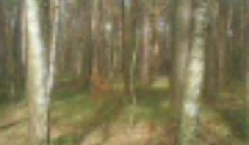 Działka leśna Gaszowice