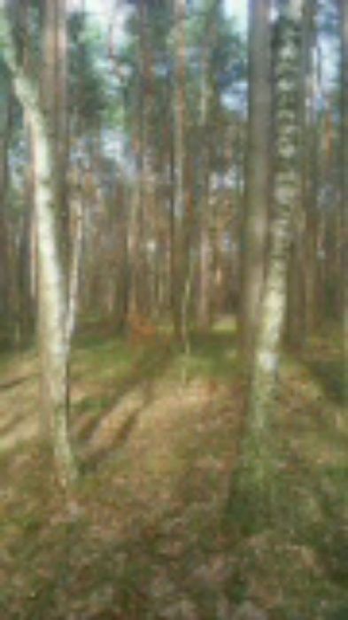 Działka leśna Gaszowice