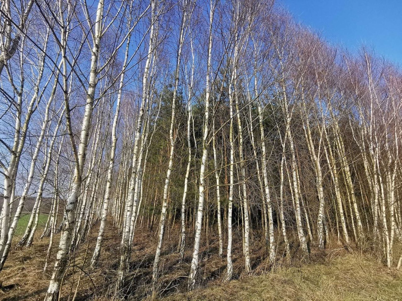 Działka leśna Czyżkowo. Zdjęcie 16