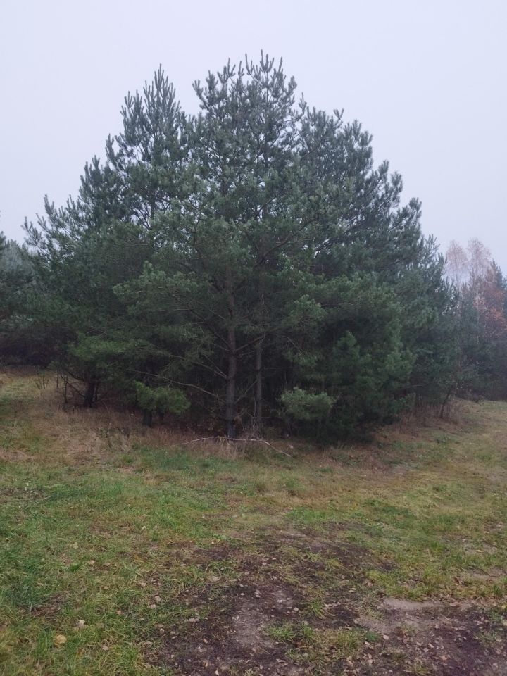 Działka budowlana Kalisz Pomorski, ul. Na Skarpie. Zdjęcie 5