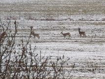 Działka rolna Łódź Polesie, ul. Kirasjerów. Zdjęcie 4