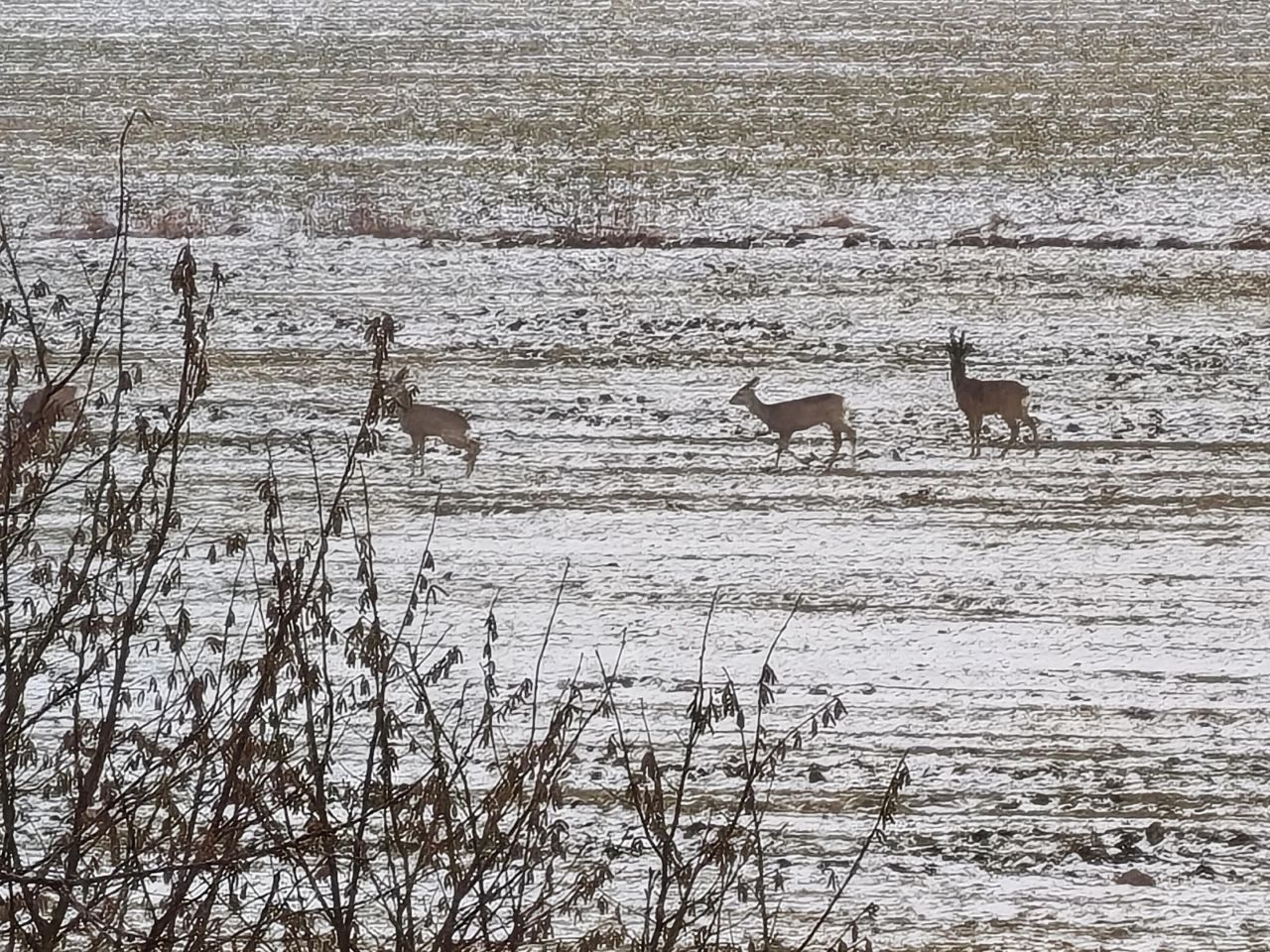 Działka rolna Łódź Polesie, ul. Kirasjerów. Zdjęcie 5