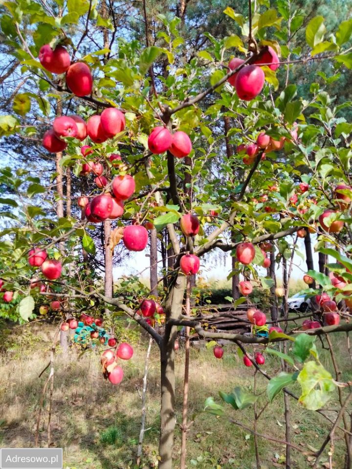 Działka Wólka Husińska. Zdjęcie 8