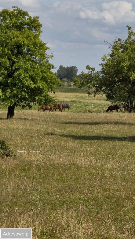 Działka siedliskowa Bałdrzychów. Zdjęcie 9