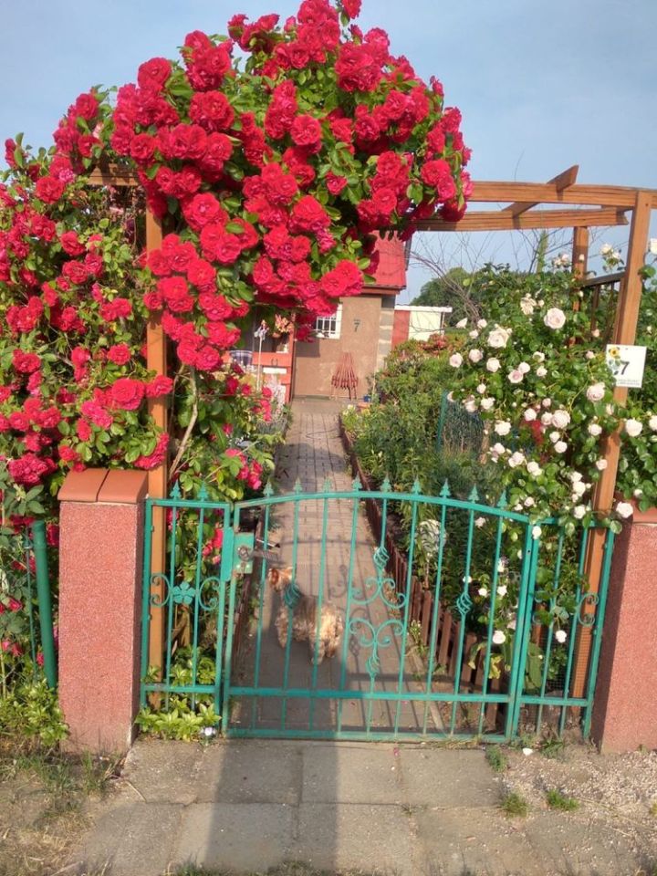 Działka rod Zielona Góra Nowy Kisielin. Zdjęcie 2