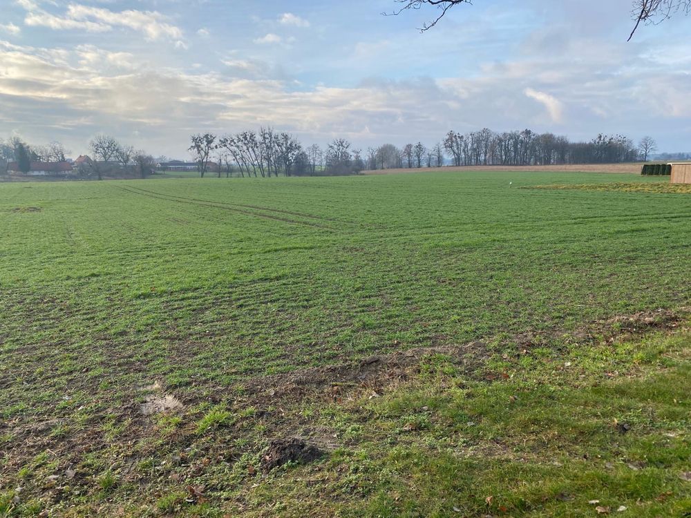 Działka budowlana Kotomierz. Zdjęcie 5