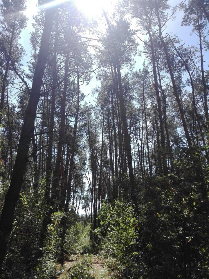 Działka rekreacyjna Wiewiórczyn. Zdjęcie 6