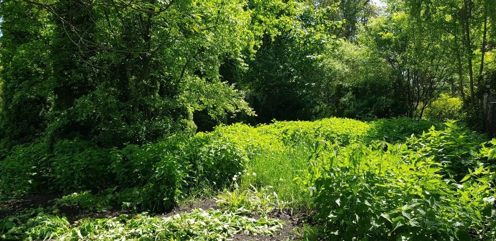 Działka rekreacyjna Gliwice Śródmieście, pl. marsz. Józefa Piłsudskiego