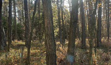 Działka leśna Stanowiska