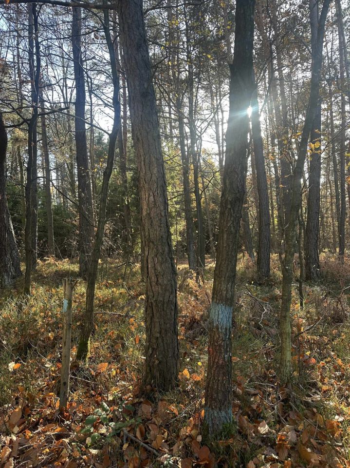 Działka leśna Stanowiska. Zdjęcie 2