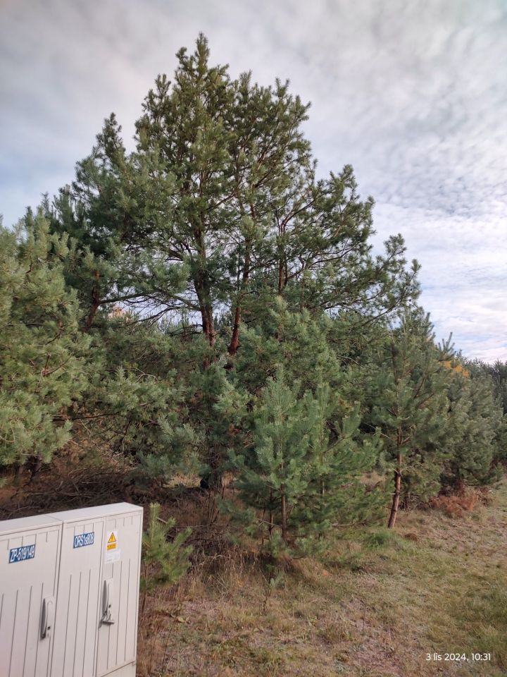 Działka rekreacyjna Stary Orzechów. Zdjęcie 2