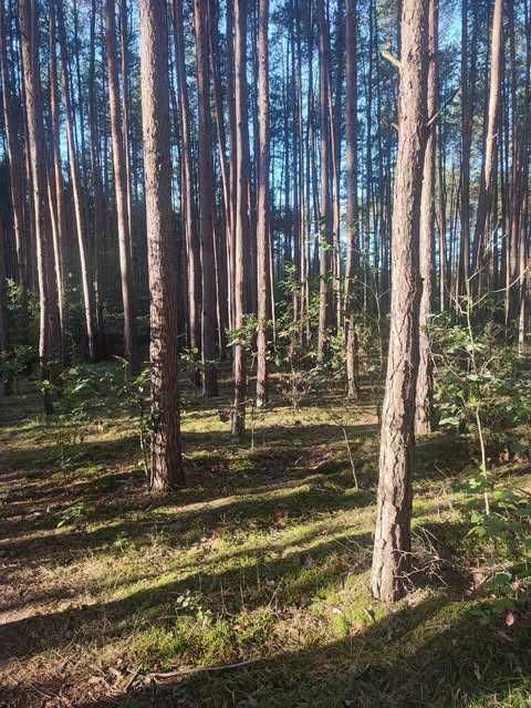 Działka rekreacyjna Przeradowo. Zdjęcie 3