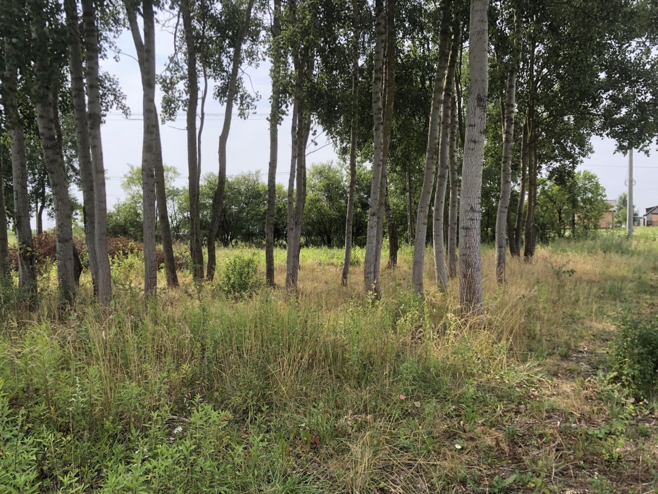 Działka budowlana Kampinos A. Zdjęcie 3