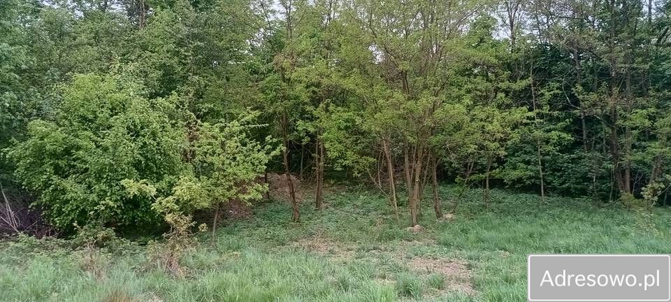 Działka rekreacyjna Błażkowa. Zdjęcie 4