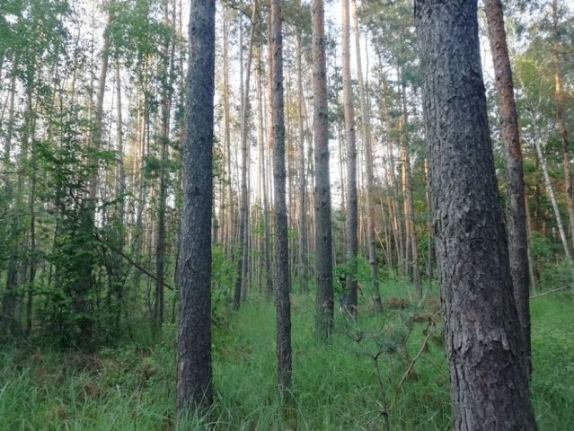 Działka leśna Surmacze. Zdjęcie 1