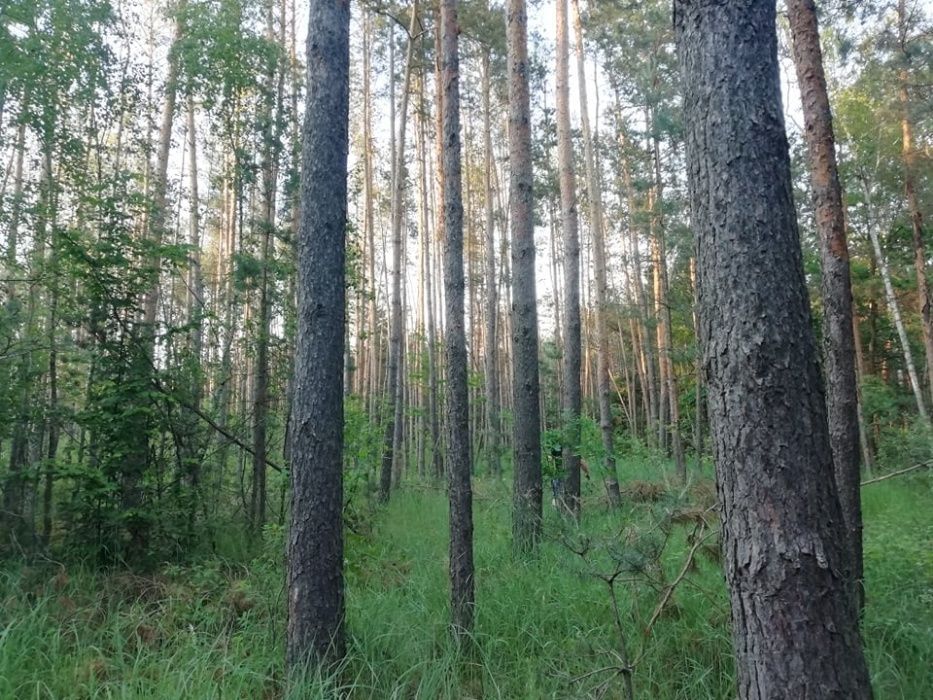 Działka leśna Surmacze