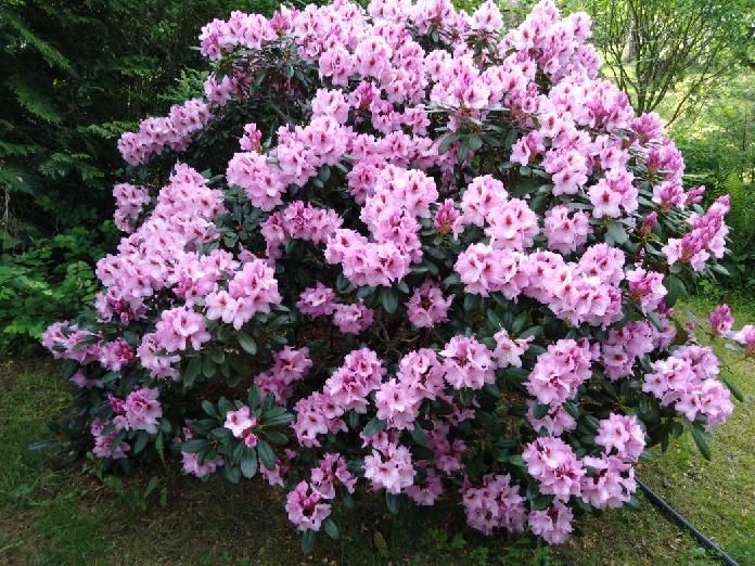 Działka rekreacyjna Łosie, ul. Czyżyka. Zdjęcie 33