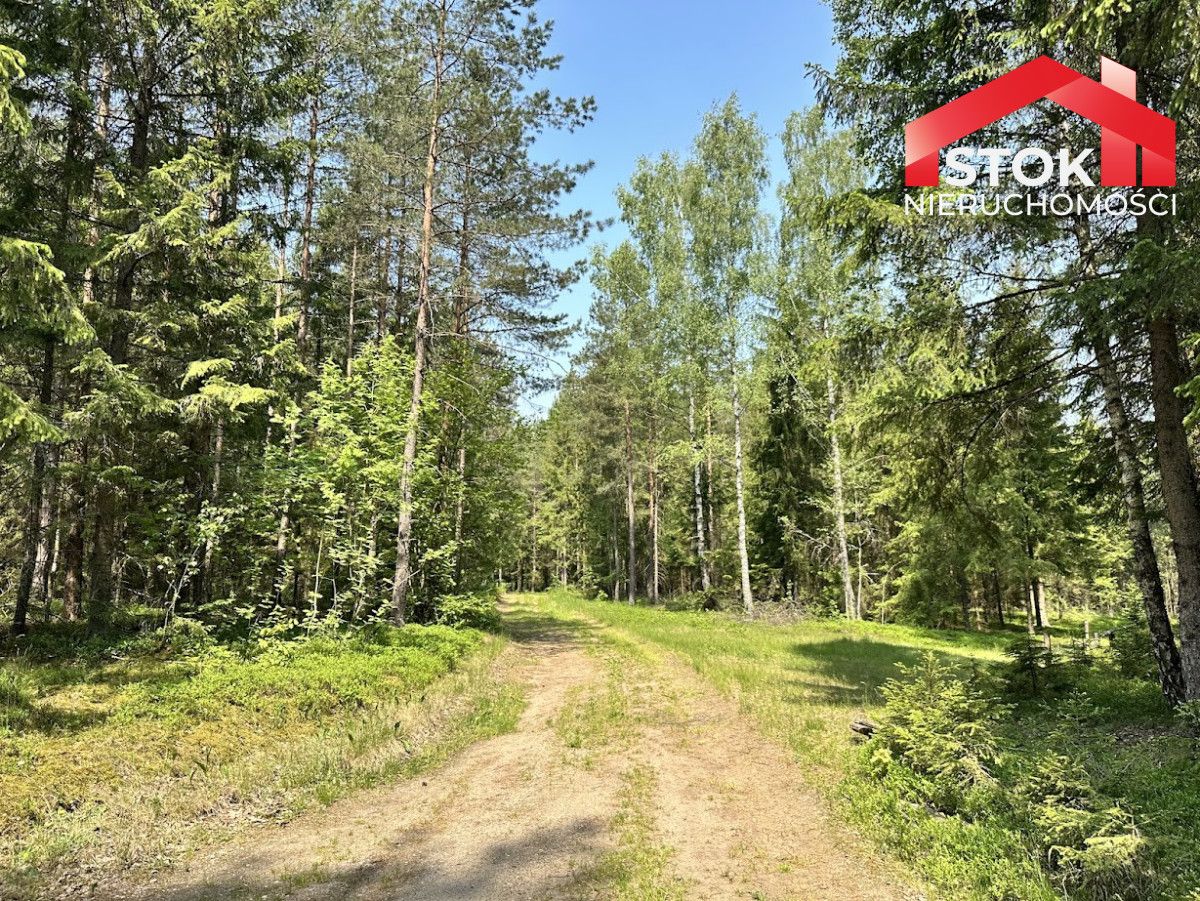 Działka leśna Rudnica. Zdjęcie 9