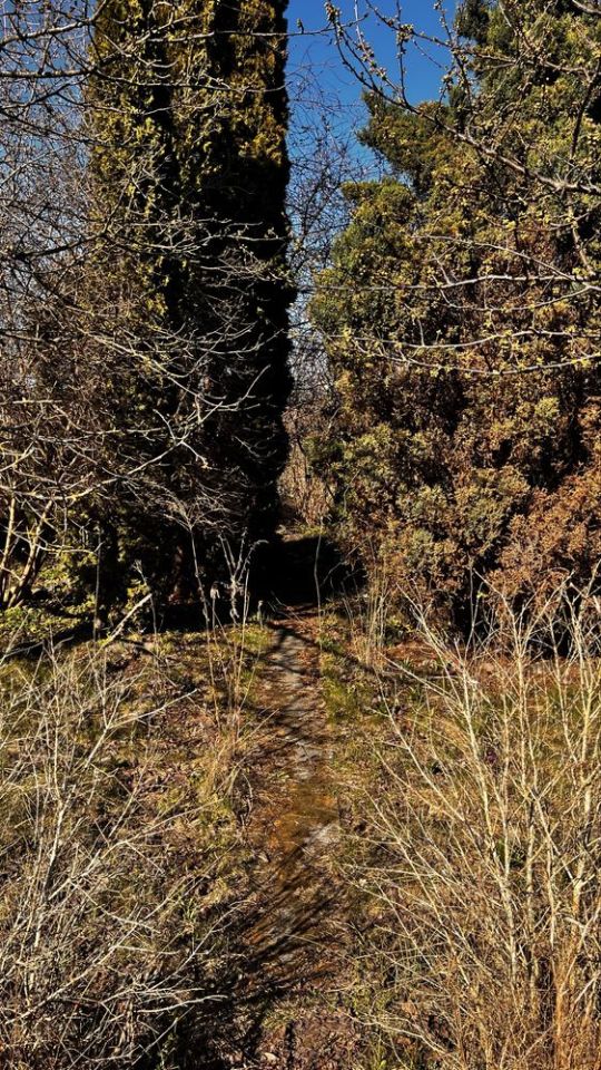 Działka rod Gdańsk Suchanino, ul. Nowolipie. Zdjęcie 7