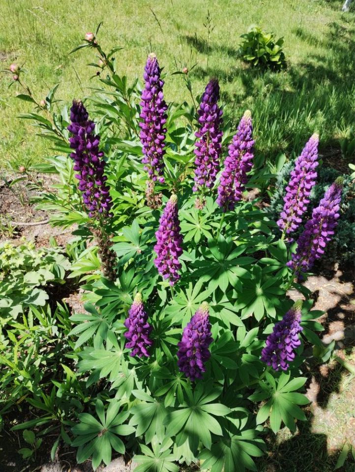 Działka rod Gliwice, ul. Toszecka. Zdjęcie 7