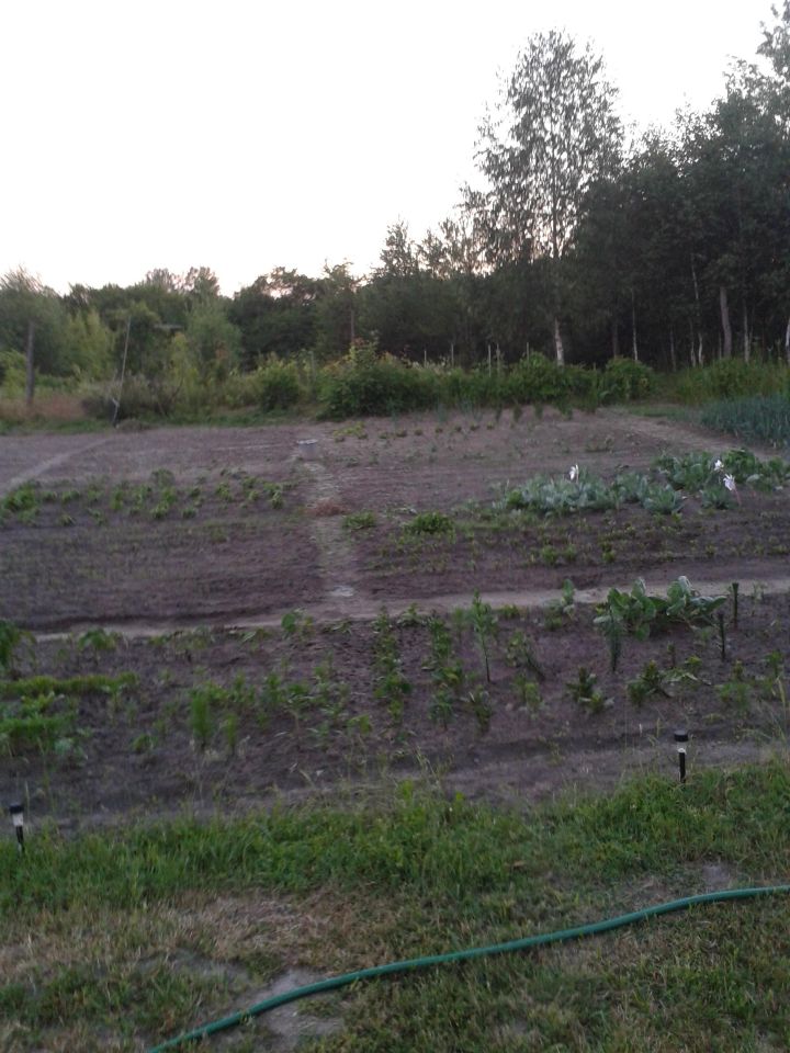 Działka rolna Leśniowice. Zdjęcie 3