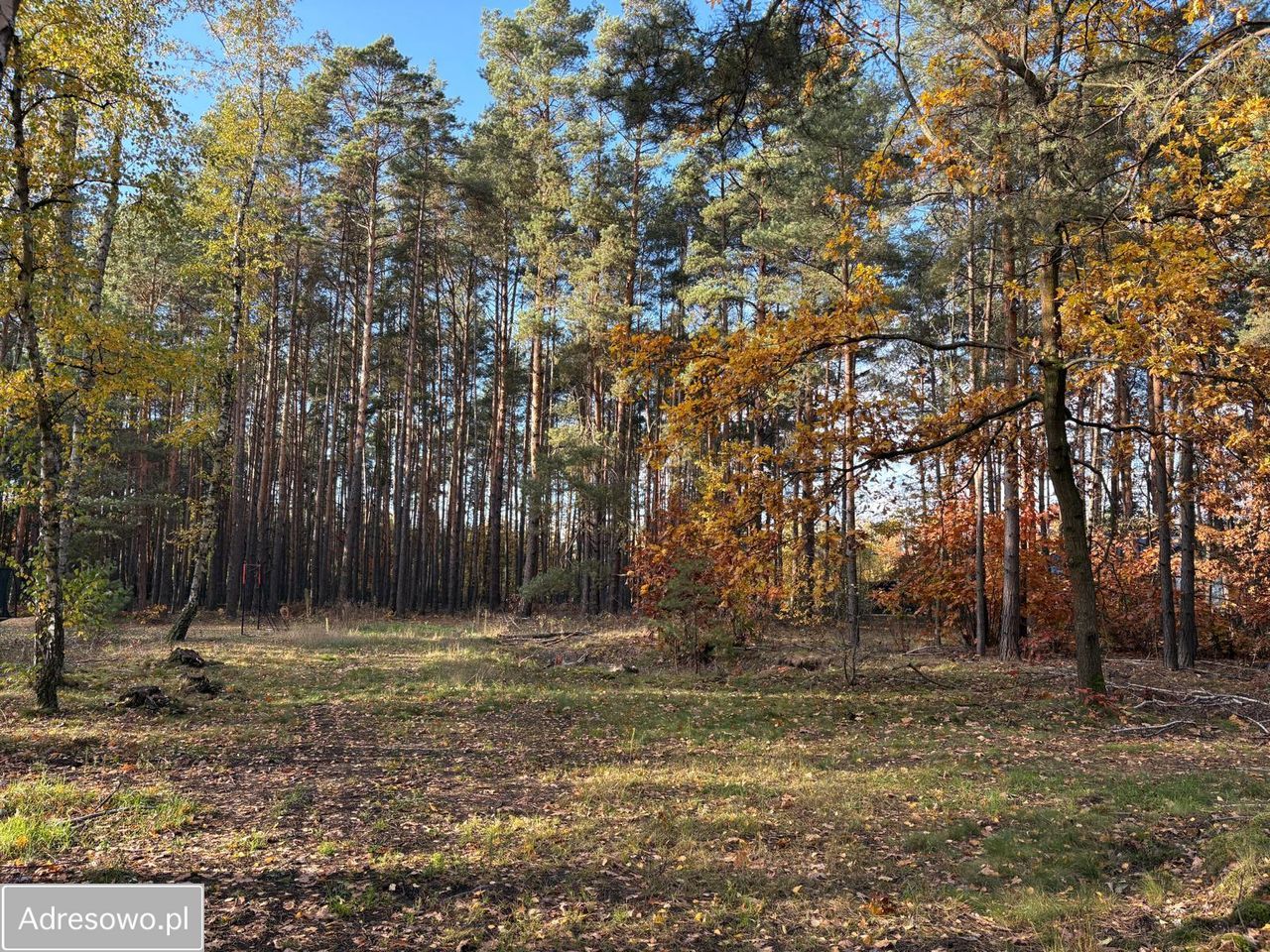 Działka leśna Marynin, ul. Gospodarcza. Zdjęcie 5