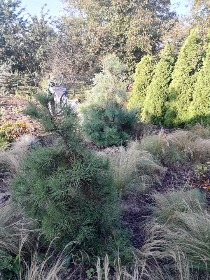 dom wolnostojący, 5 pokoi Grabowiec-Góra. Zdjęcie 8