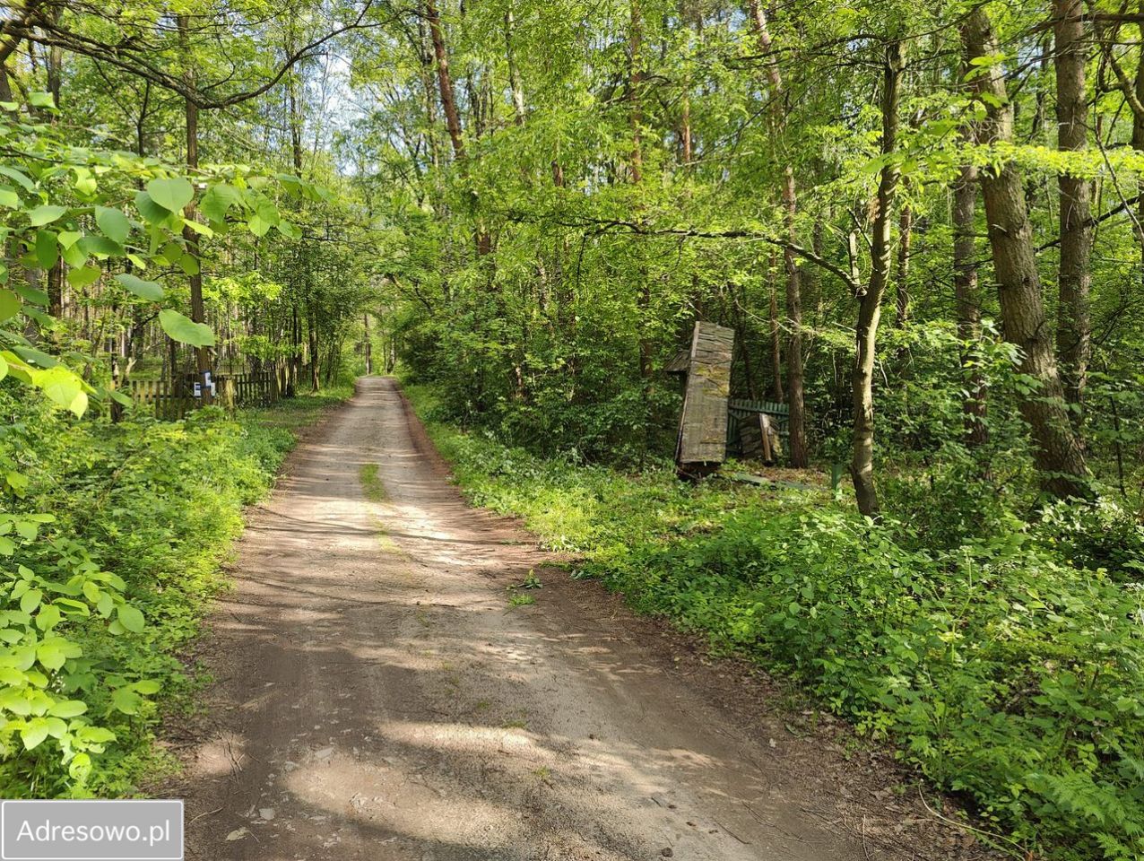 Działka leśna Wilkowyja. Zdjęcie 4