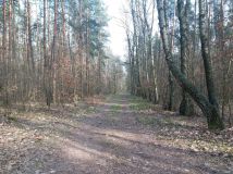 Działka leśna Władysławów, ul. Brzozowa. Zdjęcie 1