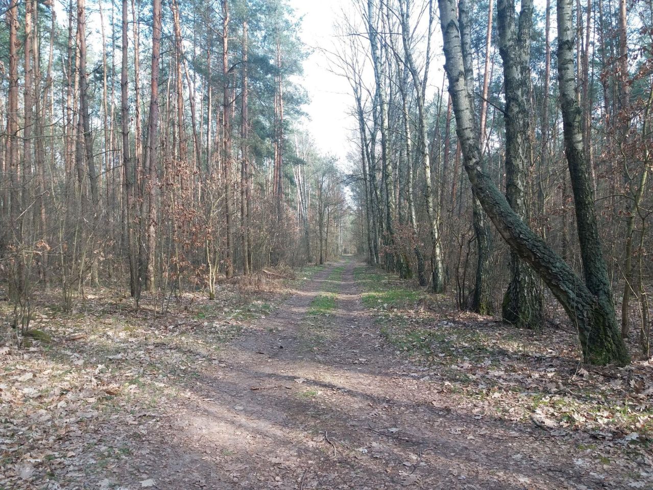 Działka leśna Władysławów, ul. Brzozowa. Zdjęcie 2