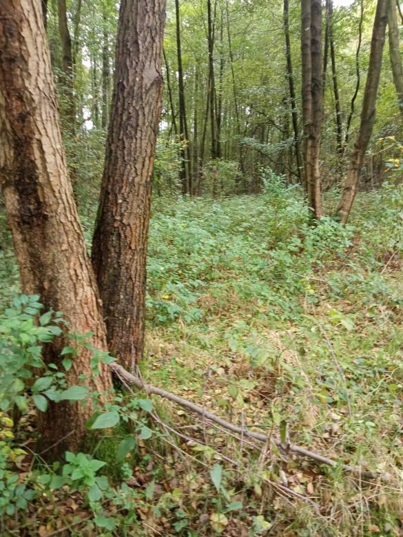 Działka budowlana Zielona Góra, ul. Mrągowska. Zdjęcie 5