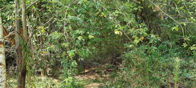 Działka budowlana Strzeniówka. Zdjęcie 6