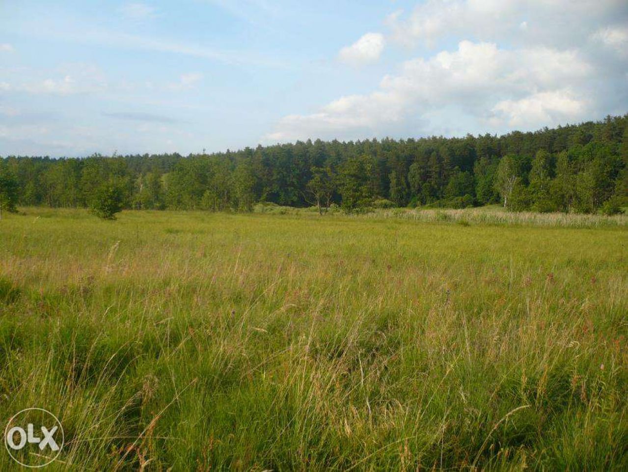 Działka rolna Bryńsk. Zdjęcie 4