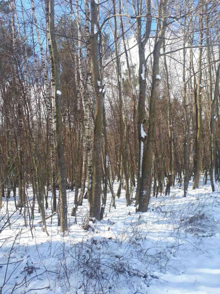 Działka leśna Czerniejów. Zdjęcie 2