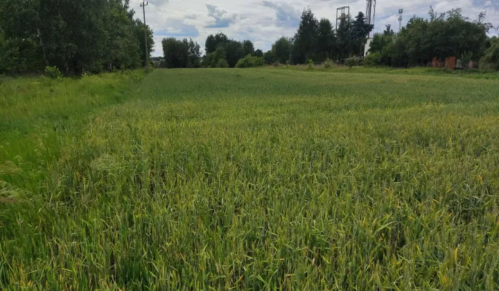 Działka budowlana Mikołów Paniowy, ul. Gliwicka