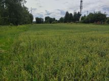 Działka budowlana Mikołów Paniowy, ul. Gliwicka