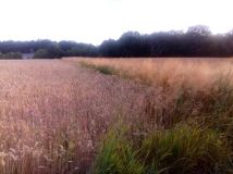 Działka budowlana Krężnica Jara. Zdjęcie 2