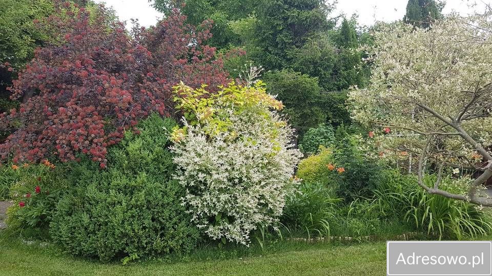 Działka rod Gdynia Cisowa, ul. Hutnicza. Zdjęcie 5