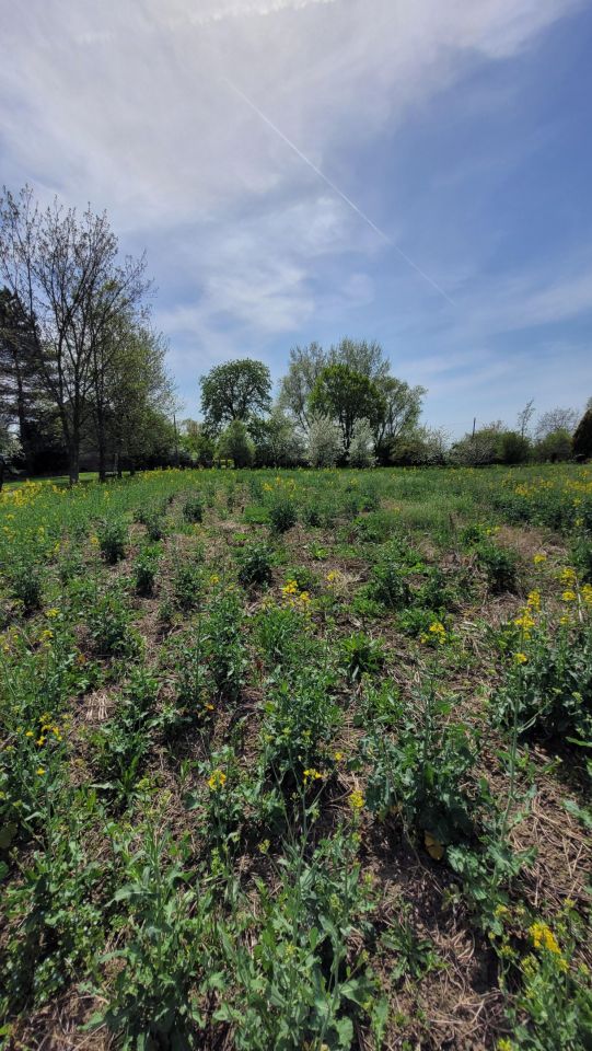 Działka rolno-budowlana Michałów. Zdjęcie 10