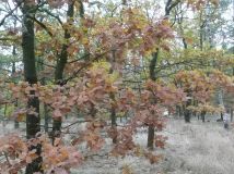 Działka leśna Warszawa Choszczówka, ul. Starego Dębu. Zdjęcie 2