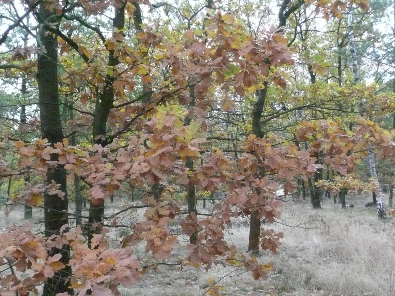 Działka leśna Warszawa Choszczówka, ul. Starego Dębu. Zdjęcie 3
