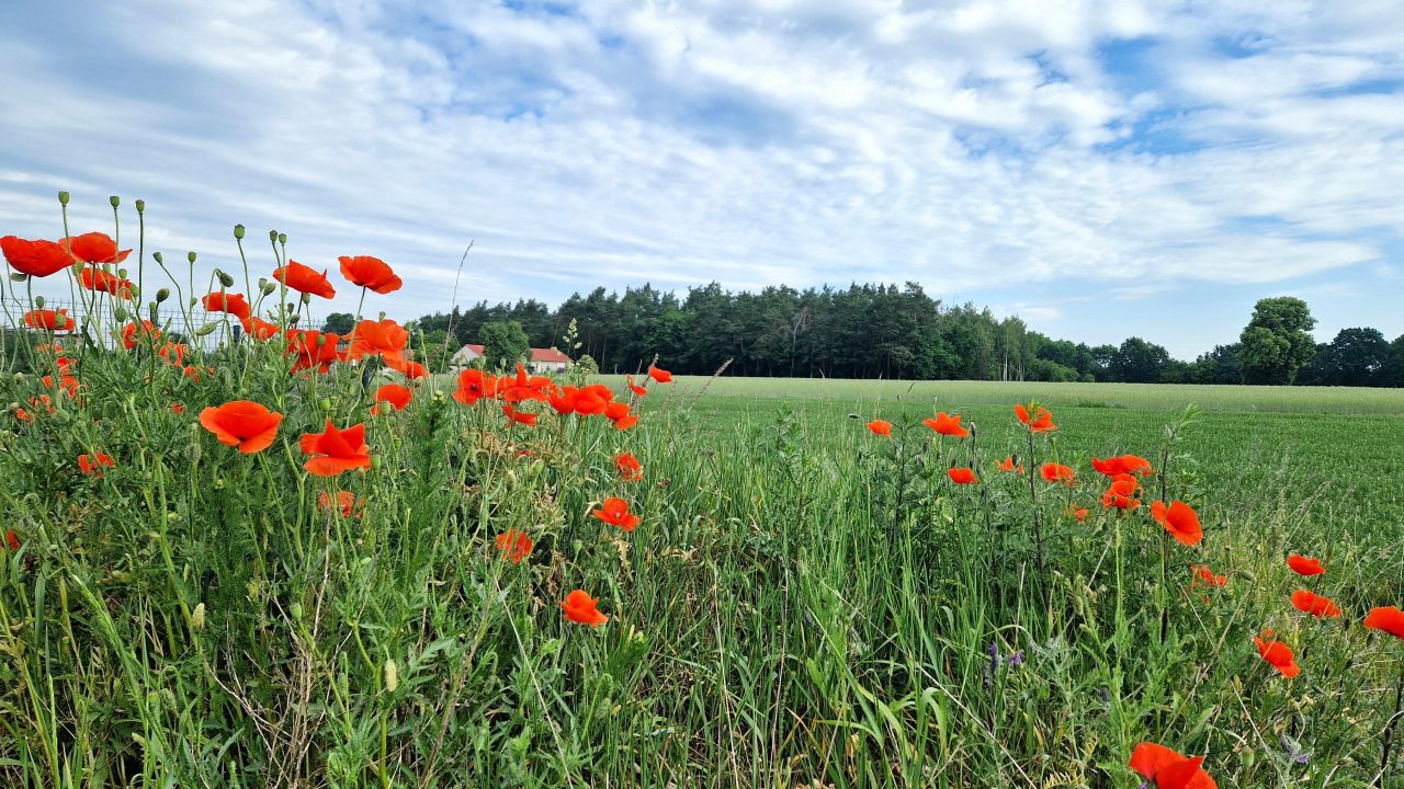 bliźniak, 4 pokoje Jachranka. Zdjęcie 37