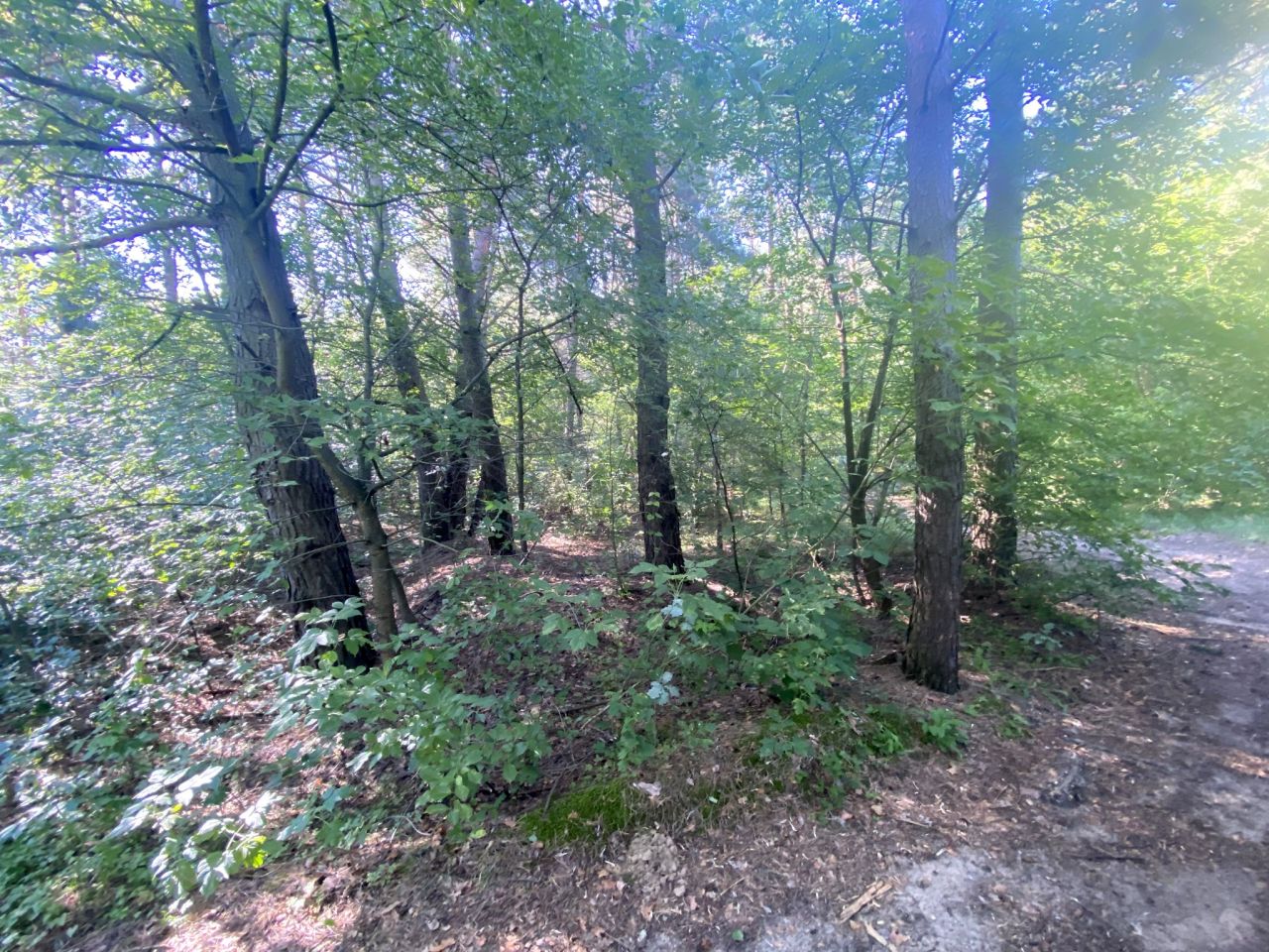 Działka leśna Kamianka. Zdjęcie 3