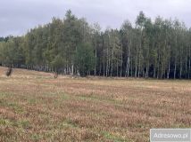 Działka leśna Zabłocie. Zdjęcie 2