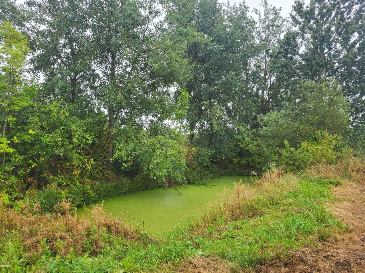 siedlisko, 3 pokoje Wojciechy, Wojciechy. Zdjęcie 6