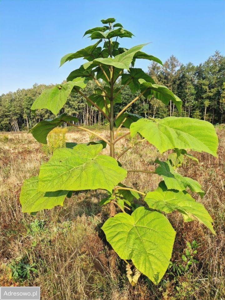 Działka rolna Żuławka. Zdjęcie 4