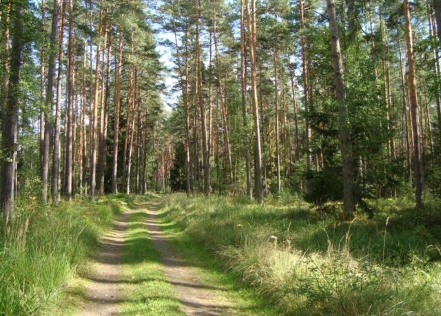 Działka leśna Leszno Zaborowo. Zdjęcie 1