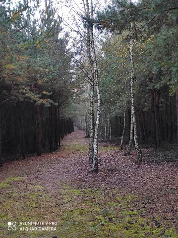 Działka leśna Służewo-Pole. Zdjęcie 1