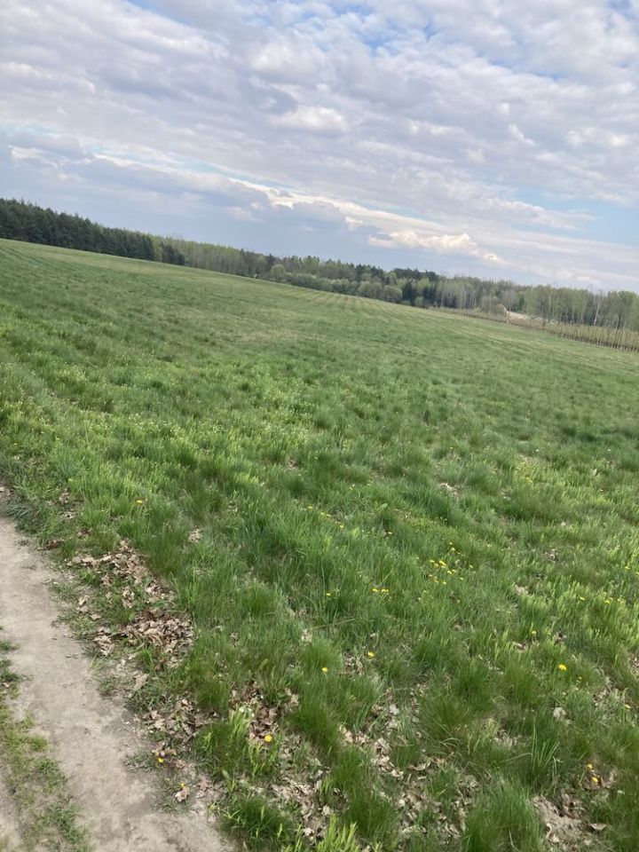 Działka rolna Zalesie. Zdjęcie 4